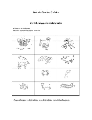 Guía de Ciencias 2 básico
Vertebrados e invertebrados
• Observa las imágenes.
• Escribe los nombres de los animales.
• Sepáralos por vertebrados e invertebrados y completa el cuadro:
 