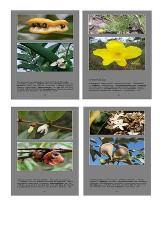 Cardiopetalumcalophyllum,AnnOnACEAE-Pindaíba-
vermelha, embira – Hábito: Árvore; Fitofisionomia ou
Habitat: Mata de Galeria, Cerradão, Cerrado (stricto
sensu), CampoSujo; Distribuição: PA, AM,TO, AC, RO,
PI, RN, MT, GO, DF, MG; Localdafoto: Parque Estadual
da Serra dos Pirineus - Pirenópolis - GO.
38
MS
43
APOCYNACEAE
Allamanda angustifolia, APOCynACEAE - Alamanda
– Hábito: Subarbusto; Fitofisionomia ou Habitat:
Cerrado ralo, campo sujo, campo limpo, campo rupestre
(strictosensu); Distribuição: GO; Localdafoto: Parque
Nacional Chapada dos Veadeiros - Cavalcante – GO.
42
Xylopia sericea, AnnOnACEAE - Pimenta-de-macaco
– Hábito: Árvore; Fitofisionomia ou Habitat: Mata
de Galeria, Mata Seca, Cerradão; Distribuição: RR, PA,
AM, RO, MA, PI, CE, PE, BA, MT, GO, DF, MG, ES, RJ, PR;
Localdafoto: Jardim Botânicode Brasília - Brasília – DF.
44
Aspidosperma macrocarpon, APOCynACEAE - Peroba,
pereiro – Hábito: Árvore; Fitofisionomia ou Habitat:
Mata Seca Semidecídua, Cerradão, Cerrado (stricto sensu);
Distribuição: AP, PA, AM, TO, AC, RO, MA, PI, BA, MT,
GO, DF, MS, MG, SP; Localdafoto: Cristalina– GO.
 