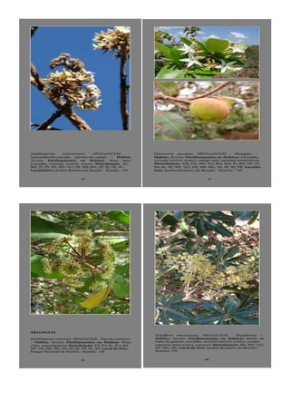 45
Aspidosperma tomentosum, APOCynACEAE -
Guatambú-do-cerrado, peroba-do-campo – Hábito:
Árvore; Fitofisionomia ou Habitat: Mata Seca,
Cerradão, Cerrado (stricto sensu); Distribuição: AC,
MA, PI, PE, BA, MT, GO, DF, MS, MG, SP, RJ, PR, SC;
Localdafoto: Jardim Botânicode Brasília - Brasília – DF.
47
Hancornia speciosa, APOCynACEAE - Mangaba –
Hábito: Árvore; Fitofisionomia ou Habitat: Cerradão,
cerrado (stricto sensu), campo sujo, savanas amazônicas;
Distribuição: AM, PA, AM, TO, RO, MA, PI, RN, PB, PE,
BA,AL, SE, MT, GO, DF, MS, MG, ES, SP, RJ, PR; Localda
foto: Jardim Botânico de Brasília - Brasília – DF.
65
ARALIACEAE
Dendropanax cuneatus, ARALIACEAE - Pau-de-tamanco
– Hábito: Árvore; Fitofisionomia ou Habitat: Mata
ciliar, matadegaleria; Distribuição: PA,TO,AC, RO, BA,
MT, DF, MS, MG, ES, SP, RJ, PR, SC, RS; Local da foto:
Parque Nacional de Brasília - Brasília – DF.
66
Schefflera macrocarpa, ARALIACEAE - Mandiocão –
Hábito: Árvore; Fitofisionomia ou Habitat: Borda de
mata de galeria, cerradão, cerrado (stricto sensu), campo
rupestre (lato sensu), carrasco; Distribuição: BA, MT, GO,
DF, MG, SP; Local da foto: Jardim Botânico de Brasília -
Brasília– DF.
 