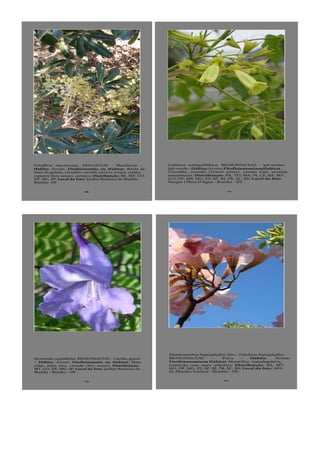 66
Schefflera macrocarpa, ARALIACEAE - Mandiocão –
Hábito: Árvore; Fitofisionomia ou Habitat: Borda de
mata de galeria, cerradão, cerrado (stricto sensu), campo
rupestre (lato sensu), carrasco; Distribuição: BA, MT, GO,
DF, MG, SP; Local da foto: Jardim Botânico de Brasília -
Brasília– DF.
111
Cybistax antisyphilitica, BIGNONIACEAE - ipê-mirim,
ipê-verde– Hábito:Árvore;FitofisionomiaouHabitat:
Cerradão, cerrado (stricto sensu), campo sujo, savanas
amazônicas; Distribuição: PA, TO, MA, PI, CE, BA, MT,
GO, DF, MS, MG, ES, SP, RJ, PR, SC, RS; Local da foto:
Parque Olhos D’Água - Brasília - DF.
114
Jacaranda cuspidifolia, BIGNONIACEAE - Caroba, guazú
– Hábito: Árvore; Fitofisionomia ou Habitat: Mata
ciliar, mata seca, cerrado (lato sensu); Distribuição:
MT, GO, DF, MG, SP; Local da foto: Jardim Botânico de
Brasília - Brasília – DF.
122
Handroanthus heptaphyllus (Sin.: Tabebuia heptaphylla),
BIGNONIACEAE - Piúva – Hábito: Árvore;
Fitofisionomiaou Habitat: Mataciliar, matadegaleria,
transição com mata atlântica; Distribuição: BA, MT,
GO, DF, MG, ES, SP, RJ, PR, SC, RS; Local da foto: APA
do Planalto Central - Brasília – DF.
 