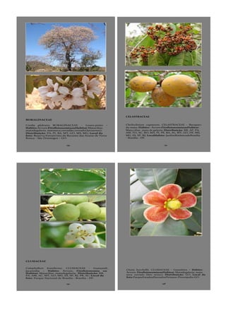 135
BORAGINACEAE
Cordia glabrata, BORAGINACEAE - Louro-preto –
Hábito:Árvore;FitofisionomiaouHabitat:Mataciliar,
matadegaleria, mataseca,cerradão,cerrado(latosensu);
Distribuição: PA, PI, BA, MT, GO, MS, MG; Local da
foto: Reserva Extrativista do Recanto das Araras de Terra
Ronca - São Domingos – GO.
151
CELASTRACEAE
Cheiloclinium cognatum, CELASTRACEAE - Bacupari-
da-mata–Hábito:- Árvore;FitofisionomiaouHabitat:
Mata ciliar, mata de galeria; Distribuição: RR, AP, PA,
AM, TO, AC, RO, MA, PI, PE, BA, AL, MT, GO, DF, MS,
MG, ES, SP, RJ; Localdafoto: JardimBotânicodeBrasília
- Brasília - DF.
CLUSIACEAE
Calophyllum brasiliense, CLUSIACEAE - Guanandi,
Jacareúba – Hábito: Árvore; Fitofisionomia ou
Habitat: Mataciliar, matadegaleria; Distribuição: RR,
PA, AM, AC, MT, GO, MG, ES, SP, RJ, PR, SC; Local da
foto: Parque Nacional de Brasília - Brasília - DF.
157
MS
158
Clusia burchellii, CLUSIACEAE - Gameleira – Hábito:
Árvore; FitofisionomiaouHabitat: Matadegaleria, mata
seca, cerrado (lato sensu); Distribuição: GO; Local da
foto:ParqueEstadualSerradosPirineus-Pirenópolis-GO.
 