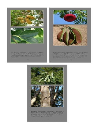 243
Inga laurina, FABACEAE - Ingá-branco – Hábito:
Árvore; Fitofisionomia ou Habitat: Mata de galeria;
Distribuição: PA, AM, AC, MA, CE, PB, PE, BA, GO, DF,
MS, MG, ES, SP, RJ; Local da foto: Parque da Cidade -
Brasília - DF.
253
Parkia platycephala, FABACEAE - Faveira, Fava-de-bolota
– Hábito: Árvore; Fitofisionomia ou Habitat: Mata seca
semidecídua, cerradão, cerrado (stricto sensu), savanas
amazônicas; Distribuição: PA, TO, MA, PI, CE, BA, GO;
Localdafoto: APAdoPlanaltoCentral - Brasília- DF.
255
Piptadenia gonoacantha, FABACEAE - Pau-jacaré –
Hábito: Árvore; Fitofisionomia ou Habitat: Mata de
galera, matasecadecídua; Distribuição: RN, PB, PE, BA,
AL, SE, MS, MG, ES, SP, RJ, PR, SC, RS; Local da foto:
Parque Olhos D’Água - Brasília - DF.
 