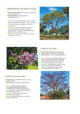 Angelim-da-mata
OUTROS NOMES Morcegueira, maxanatoxrumá
(Waurá), kajurana (Kawaiweté), me (Kisêdjê).
NOME CIENTÍFICO Andira vermifuga (Mart.) Benth.
COMO É? Árvore de até 20 metrosde altura e tronco
de casca corticenta, descamante. Caroçossão
felpudose têm uma quilha alta, bem marcada.
VIVE na floresta amazônica e no cerradão.
FLOR E FRUTO Floresce de abril a julho e os frutos
amadurecem entre outubro e dezembro.
SEMENTES cerca de 250 sementes por quilo.
Germinação: até 50%, em 7 meses.
Caroba-boca-de-sapo
OUTROS NOMES Jacarandá-boca-de-sapo, caroba,
carobinha, caiuá.
NOME CIENTÍFICO Jacaranda cuspidifolia (Mart.)
COMO É? Árvoresdeaté10metrosdealturae
troncodeaté40cmdediâmetro.Perdefolhas
duranteafloração.Suasfloressãograndeseazuis.
VIVE no Cerrado e cerradão, preferencialmente em
solos pedregosos e morros.
FLOR E FRUTO Floresce de agosto a outubro e
frutifica entre julho e agosto.
SEMENTES cerca de 33 mil por quilo. Germinação:
até 96%, em 6-25 dias.
 