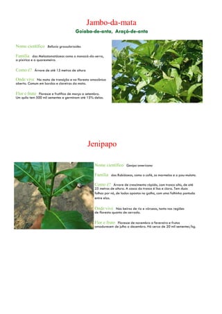 Nome científico Bellucia grossularioides
Família das Melastomatáceas como o manacá-da-serra,
a pixirica e a quaresmeira.
Como é? Árvore de até 15 metros de altura
Onde vive Na mata de transição e na floresta amazônica
aberta. Comum em bordas e clareiras da mata.
Flor e fruto Floresce e frutifica de março a setembro.
Um quilo tem 500 mil sementes e germinam até 15% delas.
Jenipapo
Nome científico Genipa americana
Família das Rubiáceas, como o café, os marmelos e o pau-mulato.
Como é? Árvore de crescimento rápido, com tronco alto, de até
25 metros de altura. A casca do tronco é lisa e clara. Tem duas
folhas por nó, de lados opostos no galho, com uma folhinha pontuda
entre elas.
Onde vive Nas beiras de rio e várzeas, tanto nas regiões
de floresta quanto de cerrado.
Flor e fruto Floresce de novembro a fevereiro e frutos
amadurecem de julho a dezembro. Há cerca de 20 mil sementes/kg.
 