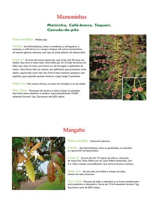 Nome científico Mabea spp.
Família das Euforbiáceas, como a mandioca, a seringueira, a
mamona, o café-bravo e o sangra-d’água. Há outras mamoninhas
do mesmo gênero, menores, mas que se pode plantar do mesmo jeito.
Como é? Árvores de tronco quase liso, que vivem até 20 anos, em
média. Sua seiva é como leite. Uma folha por nó. O lado de baixo da
folha tem, bem no meio, uma faixa cor de ferrugem e glândulas de
néctar. Suas flores dão em cachos, com glândulas que produzem muito
néctar, açucarado como mel. Seu fruto é uma mamona pequena, sem
espinhos, que explode quando madura e joga longe 3 sementes.
Onde vive Nas matas ciliares, na mata de transição e no cerradão
Flor e fruto Florescem de janeiro a maio e lança as sementes
dos frutos entre setembro e outubro. Aproximadamente 9.600
sementes formam 1kg. Germinam até 60% delas.
Nome científico Hancornia speciosa
Família das Apocináceas, como os guatambus, as perobas
e o guarantã (carapanaúba).
Como é? Árvore de até 10 metros de altura, retorcida,
de casca lisa. Duas folhas por nó. Suas folhas compridas, com
5 a 10cm, nascem avermelhadas. Sua seiva é branca e leitosa.
Onde vive No cerrado, cerradão e campo cerrado,
comum em solos arenosos.
Flor e fruto Floresce de julho a setembro e os frutos amadurecem
entre setembro e dezembro. Cerca de 10 mil sementes formam 1kg.
Germinam mais de 80% delas.
 