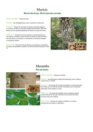 Nome científico Byrsonima spp.
Família das Malpighiáceas, como a acerola e a chacrona.
Como é? Muricis do cerrado, do campo e do brejo chegam
a 5 metros de altura; o da-mata atinge até 20 metros. Têm duas
folhas por nó e grandes glândulas de néctar na base das flores.
Onde vive O murici-rosa nas várzeas, o murici-do-brejo em
murunduns, muricizão e outros muricis no campo cerrado, cerrado,
cerrado-denso e cerradão e o muricizinho na mata de transição
e amazônica aberta.
Flor e fruto O murici do brejo floresce de setembro a dezembro
e frutifica de dezembro a janeiro. O murici-da-mata floresce e frutifi-
ca
Nome científico Guazuma ulmifolia
Família das Malváceas (antiga Sterculiaceae), como o hibisco,
a guanxuma e o chichá.
Como é? Árvore de até 15 metros de altura e tronco quase liso.
Uma folha por nó. Folha levemente aveludada, com as beiradas
denteadas. Fruto lenhosos e secos.
Onde vive Na mata de transição, mata amazônica aberta
e matas ciliares do cerrado. Comum em terra-preta de índio,
nos locais que eram aldeias.
Flor e fruto Floresce em agosto e setembro e os frutos
amadurecem de outubro a dezembro
 