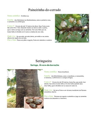 Nome científico Eriotheca sp.
Família das Malváceas (ou Bombacáceas, como a paineira-rosa,
a sumaúma e os embiruçus).
Como é? Árvores de até 15 metros de altura. Seus frutos ovais
têm entre10 e 15cm. Quando maduro se abre e solta a paina,
que o vento carrega com as sementes. Tem uma folha por nó.
Cada folha é dividida em 5 como os dedos de uma mão.
Onde vive No cerrado, cerrado denso, cerradão e nas matas
ciliares da região do cerrado.
Flor e fruto Flores em julho e agosto; frutos em setembro e outubro
Nome científico Hevea brasiliensis
Família das Euforbiáceas, como a mandioca, a mamoninha,
a mamona, o café-bravo e o sangra-d’água.
Como é? Árvore de até 35 metros, tronco liso, que pode viver
séculos. Sua seiva é como leite e vira borracha quando seca.
Uma folha, que é dividida em 3, nasce em cada nó.
Onde vive Na terra firme e em várzeas inundáveis da floresta
amazônica aberta.
Flor e fruto Floresce em agosto e setembro e joga as sementes
maduras de dezembro a fevereiro.
 