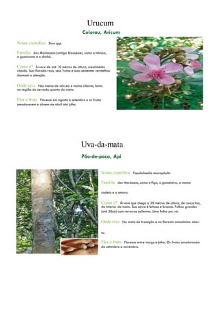 Nome científico Bixa spp.
Família das Malváceas (antiga Bixaceae), como o hibisco,
a guanxuma e o chichá.
Como é? Árvore de até 10 metros de altura, crescimento
rápido. Sua florada rosa, seus frutos e suas sementes vermelhas
chamam a atenção.
Onde vive Nas matas de várzea e matas ciliares, tanto
na região do cerrado quanto da mata.
Flor e fruto Floresce em agosto e setembro e os frutos
amadurecem e abrem de abril até julho.
Nome científico Pseudolmedia macrophylla
Família das Moráceas, como o figo, a gameleira, a mama
cadela e a amora.
Como é? Árvore que chega a 20 metros de altura, de casca lisa,
do interior da mata. Sua seiva é leitosa e branca. Folhas grandes
(até 30cm) com nervuras salientes. Uma folha por nó.
Onde vive Na mata de transição e na floresta amazônica aber-
ta.
Flor e fruto Floresce entre março e julho. Os frutos amadurecem
de setembro a novembro.
 