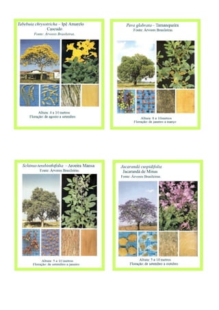 Tabebuia chrysotricha – Ipê Amarelo
Cascudo
Fonte: Árvores Brasileiras.
Jacarandá cuspidifolia
Jacarandá de Minas
Fonte: Árvores Brasileiras.
 