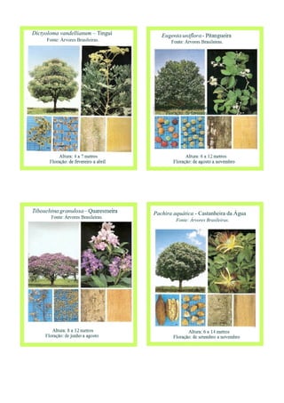 Dictyoloma vandellianum – Tinguí
Fonte: Árvores Brasileiras.
Pachira aquática - Castanheira da Água
Fonte: Árvores Brasileiras.
 