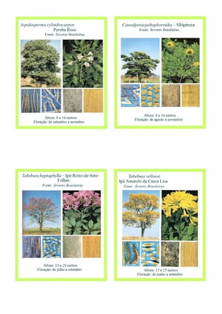 Aspidosperma cylindrocarpon
Peroba Rosa
Fonte: Árvores Brasileiras
Tabebuia vellosoi
Ipê Amarelo da Casca Lisa
Fonte: Árvores Brasileiras.
 