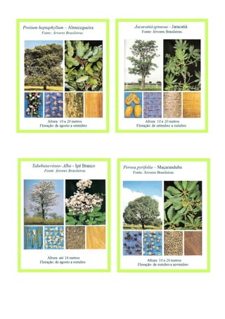 Protium heptaphyllum – Almecegueira
Fonte: Árvores Brasileiras.
Persea pyrifolia – Maçaranduba
Fonte: Árvores Brasileiras.
 