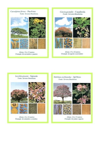 Caesalpinia férrea – Pau-Ferro
Fonte: Árvores Brasileiras.
Tabebuia avellanedae – Ipê Roxo
Fonte: Árvores Brasileiras.
 