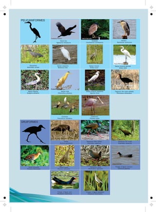 PELICANIFORMES
Socó-boi
Tigrisoma lineatums
Arapapá
Cochlearius cochlearius
Savacu
Nycticorax nycticorax
Socozinho
Butorides striata
Garça-vaqueira
Bubulcus ibis
Garça-moura
Ardea cocoi
Garça-branca-grande
Ardea alba
Garça-real
Pilherodius pileatus
Garça-branca-pequena
Egretta thula
Tapicuru-de-cara-pelada
Phimosus infuscatus
Curicaca
Theristicus caudatus
Colhereiro
Platalea ajaja
Maria-faceira
Syrigma sibilatrix
GRUIFORMES
Carão
Aramus guarauna
Saracura-três-potes
Aramides cajaneus
Saracura-do-mato
Aramides saracura
Sanã-amarela
Porzana flaviventer
Sanã-carijó
Porzana albicollis
Saracura-sanã
Pardirallus nigricans
Frango-d'água-comum
Gallinula galeata
Frango-d'água-azul
Porphyrio martinicus
Frango-d'água-pequeno
Porphyrio flavirostris
Frederico Pereira Mario Candeias
Frederico Pereira
Procópio de Castro
Leandro Silva
Bruno Salaroli Frederico Pereira Frederico Pereira
Anselmo D'Affonseca
Paula Nóbrega
Paula NóbregaPaula Nóbrega
Paula NóbregaPaula Nóbrega
Paula Nóbrega
Paula Nóbrega
Paula Nóbrega
Paula Nóbrega
Paula Nóbrega
Paula Nóbrega
Frederico Pereira
Paula Nóbrega
 