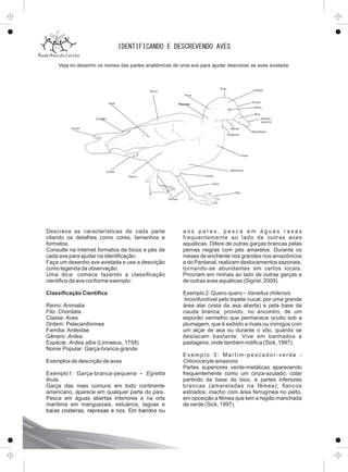 IDENTIFICANDO E DESCREVENDO AVES
Veja no desenho os nomes das partes anatômicas de uma ave para ajudar descrever as aves avistada.
Cabeça
Bico
Olhos
Nuca
Dorso
Asas
Cauda
Pernas
Pés
Abdomem
Peito
Mandíbula
Pescoço
Garganta
Mento
Maxilar
superior
Pileo
Fronte
Flanco
Uropígio
Crisso
Cocha
Tarso
Descreva as características de cada parte
citando os detalhes como cores, tamanhos e
formatos.
Consulte na internet formatos de bicos e pés de
cada ave para ajudar na identiﬁcação.
Faça um desenho ave avistada e use a descrição
como legenda da observação:
Uma dica: comece fazendo a classiﬁcação
cientiﬁca da ave conforme exemplo:
Classiﬁcação Cientíﬁca
Reino: Animalia
Filo: Chordata
Classe: Aves
Ordem: Pelecaniformes
Família: Ardeidae
Gênero: Ardea
Espécie: Ardea alba (Linnaeus, 1758)
Nome Popular: Garça-branca-grande
Exemplos de descrição de aves
Exemplo1: Garça-branca-pequena – Egretta
thula
Garça das mais comuns em todo continente
americano, aparece em qualquer parte do país.
Pesca em águas abertas interiores e na orla
marítima em manguezais, estuários, lagoas e
baías costeiras, represas e rios. Em bandos ou
a o s p a r e s , p e s c a e m á g u a s r a s a s
frequentemente ao lado de outras aves
aquáticas. Difere de outras garças brancas pelas
pernas negras com pés amarelos. Durante os
meses de enchente nos grandes rios amazônicos
e do Pantanal, realizam deslocamentos sazonais,
tornando-se abundantes em certos locais.
Procriam em ninhais ao lado de outras garças e
de outras aves aquáticas (Sigrist, 2009).
Exemplo 2: Quero-quero – Vanellus chilensis
Inconfundível pelo topete nucal, por uma grande
área alar (vista da asa aberta) e pela base da
cauda branca; provido, no encontro, de um
esporão vermelho que permanece oculto sob a
plumagem, que é exibido a rivais ou inimigos com
um alçar de asa ou durante o vôo, quando se
destacam bastante. Vive em banhados e
pastagens, onde também nidiﬁca (Sick, 1997).
Exemplo 3: Martim-pescador-verde -
Chloroceryle amazona
Partes superiores verde-metálicas aparecendo
frequentemente como um cinza-azulado; colar
partindo da base do bico, e partes inferiores
brancas (amareladas na fêmea); ﬂancos
estriados; macho com área ferrugínea no peito,
em oposição a fêmea que tem a região manchada
de verde (Sick, 1997).
 