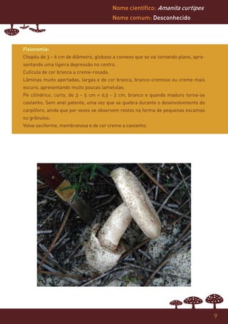 Nome científico: Amanita curtipes
                                         Nome comum: Desconhecido




Fisionomia:
Chapéu de 3 – 6 cm de diâmetro, globoso a convexo que se vai tornando plano, apre-
sentando uma ligeira depressão no centro.
Cutícula de cor branca a creme-rosada.
Lâminas muito apertadas, largas e de cor branca, branco-cremoso ou creme mais
escuro, apresentando muito poucas lamelulas.
Pé cilíndrico, curto, de 3 – 5 cm × 0,5 - 2 cm, branco e quando maduro torna-se
castanho. Sem anel patente, uma vez que se quebra durante o desenvolvimento do
carpóforo, ainda que por vezes se observem restos na forma de pequenas escamas
ou grânulos.
Volva saciforme, membranosa e de cor creme a castanho.




                                                                                     9
 