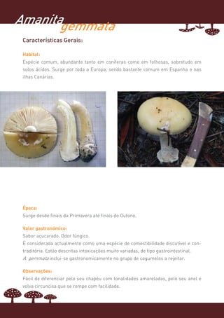 Amanitagemmata
 Características Gerais:

 Habitat:
 Espécie comum, abundante tanto em coníferas como em folhosas, sobretudo em
 solos ácidos. Surge por toda a Europa, sendo bastante comum em Espanha e nas
 ilhas Canárias.




 Época:
 Surge desde finais da Primavera até finais do Outono.

 Valor gastronómico:
 Sabor açucarado. Odor fúngico.
 É considerada actualmente como uma espécie de comestibilidade discutível e con-
 traditória. Estão descritas intoxicações muito variadas, de tipo gastrointestinal.
 A. gemmata inclui-se gastronomicamente no grupo de cogumelos a rejeitar.

 Observações:
 Fácil de diferenciar pelo seu chapéu com tonalidades amareladas, pelo seu anel e
 volva circuncisa que se rompe com facilidade.
 