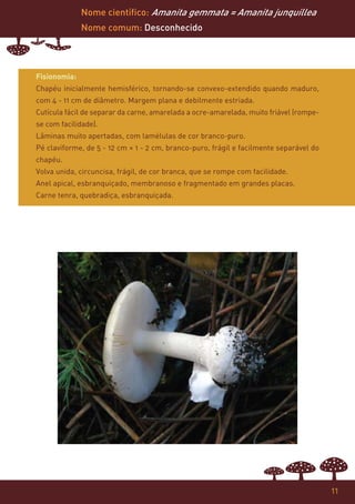 Nome científico: Amanita gemmata = Amanita junquillea
              Nome comum: Desconhecido




Fisionomia:
Chapéu inicialmente hemisférico, tornando-se convexo-extendido quando maduro,
com 4 - 11 cm de diâmetro. Margem plana e debilmente estriada.
Cutícula fácil de separar da carne, amarelada a ocre-amarelada, muito friável (rompe-
se com facilidade).
Lâminas muito apertadas, com lamélulas de cor branco-puro.
Pé claviforme, de 5 - 12 cm × 1 - 2 cm, branco-puro, frágil e facilmente separável do
chapéu.
Volva unida, circuncisa, frágil, de cor branca, que se rompe com facilidade.
Anel apical, esbranquiçado, membranoso e fragmentado em grandes placas.
Carne tenra, quebradiça, esbranquiçada.




                                                                                        11
 