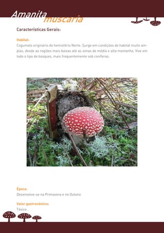 Amanita
      muscaria
 Características Gerais:

 Habitat:
 Cogumelo originário do hemisfério Norte. Surge em condições de habitat muito am-
 plas, desde as regiões mais baixas até as zonas de média e alta montanha. Vive em
 todo o tipo de bosques, mais frequentemente sob coníferas.




 Época:
 Desenvolve-se na Primavera e no Outono

 Valor gastronómico:
 Tóxico.
 