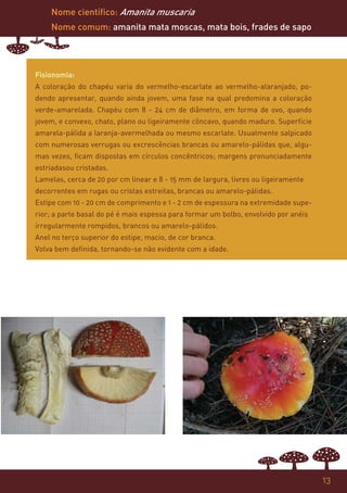 Nome científico: Amanita muscaria
    Nome comum: amanita mata moscas, mata bois, frades de sapo




Fisionomia:
A coloração do chapéu varia do vermelho-escarlate ao vermelho-alaranjado, po-
dendo apresentar, quando ainda jovem, uma fase na qual predomina a coloração
verde-amarelada. Chapéu com 8 - 24 cm de diâmetro, em forma de ovo, quando
jovem, e convexo, chato, plano ou ligeiramente côncavo, quando maduro. Superfície
amarela-pálida a laranja-avermelhada ou mesmo escarlate. Usualmente salpicado
com numerosas verrugas ou excrescências brancas ou amarelo-pálidas que, algu-
mas vezes, ficam dispostas em círculos concêntricos; margens pronunciadamente
estriadasou cristadas.
Lamelas, cerca de 20 por cm linear e 8 - 15 mm de largura, livres ou ligeiramente
decorrentes em rugas ou cristas estreitas, brancas ou amarelo-pálidas.
Estipe com 10 - 20 cm de comprimento e 1 - 2 cm de espessura na extremidade supe-
rior; a parte basal do pé é mais espessa para formar um bolbo, envolvido por anéis
irregularmente rompidos, brancos ou amarelo-pálidos.
Anel no terço superior do estipe, macio, de cor branca.
Volva bem definida, tornando-se não evidente com a idade.




                                                                                     13
 