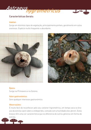 Astraeus
       hygrometricus
 Características Gerais:

 Habitat:
 Surge em distintos tipos de vegetação, principalmente pinhais, geralmente em solos
 arenosos. Espécie muito frequente e abundante.




 Época:
 Surge na Primavera e no Outono.

 Valor gastronómico:
 Sem qualquer interesse gastronómico.

 Observações:
 É muito fácil de reconhecer pelo seu carácter higrométrico, em tempo seco os bra-
 ços da estrela caem sobre o endoperídio, contudo com a humidade eles abrem. Estes
 braços têm uma cor característica que os diferencia de outros géneros em forma de
 estrela.
 
