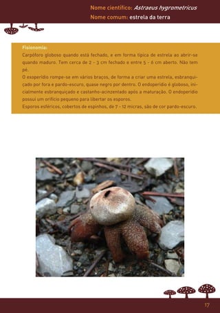 Nome científico: Astraeus hygrometricus
                                Nome comum: estrela da terra




Fisionomia:
Carpóforo globoso quando está fechado, e em forma típica de estrela ao abrir-se
quando maduro. Tem cerca de 2 - 3 cm fechado e entre 5 - 6 cm aberto. Não tem
pé.
O exoperídio rompe-se em vários braços, de forma a criar uma estrela, esbranqui-
çado por fora e pardo-escuro, quase negro por dentro. O endoperídio é globoso, ini-
cialmente esbranquiçado e castanho-acinzentado após a maturação. O endoperídio
possui um orifício pequeno para libertar os esporos.
Esporos esféricos, cobertos de espinhos, de 7 - 12 micras, são de cor pardo-escuro.




                                                                                      17
 