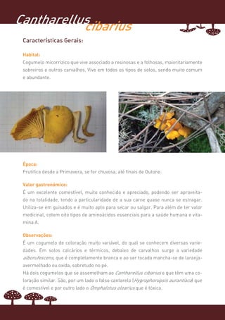Cantharellus
           cibarius
 Características Gerais:

 Habitat:
 Cogumelo micorrízico que vive associado a resinosas e a folhosas, maioritariamente
 sobreiros e outros carvalhos. Vive em todos os tipos de solos, sendo muito comum
 e abundante.




 Época:
 Frutifica desde a Primavera, se for chuvosa, até finais de Outono.

 Valor gastronómico:
 É um excelente comestível, muito conhecido e apreciado, podendo ser aproveita-
 do na totalidade, tendo a particularidade de a sua carne quase nunca se estragar.
 Utiliza-se em guisados e é muito apto para secar ou salgar. Para além de ter valor
 medicinal, cotem oito tipos de aminoácidos essenciais para a saúde humana e vita-
 mina A.

 Observações:
 É um cogumelo de coloração muito variável, do qual se conhecem diversas varie-
 dades. Em solos calcários e térmicos, debaixo de carvalhos surge a variedade
 alborufescens, que é completamente branca e ao ser tocada mancha-se de laranja-
 avermelhado ou oxida, sobretudo no pé.
 Há dois cogumelos que se assemelham ao Cantharellus cibarius e que têm uma co-
 loração similar. São, por um lado o falso cantarelo (Hygrophoropsis aurantiaca) que
 é comestível e por outro lado o Omphalotus olearius que é tóxico.
 