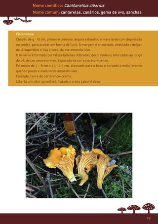 Nome científico: Cantharellus cibarius
           Nome comum: cantarelas, canários, gema de ovo, sanchas




Fisionomia:
Chapéu de 4 - 10 cm, primeiro convexo, depois estendido e mais tarde com depressão
no centro, para acabar em forma de funil. A margem é encurvada, ondulada e delga-
da. A superfície é lisa e seca, de cor amarelo-vivo.
O himénio é formado por falsas lâminas dobradas, decorrentes e bifurcadas ao longo
do pé, de cor amarelo-vivo. Esporada de cor amarelo-intenso.
Pé macio de 3 – 8 cm x 1,5 - 2,5 cm, atenuado para a base e curvado a meio, branco
quando jovem e mais tarde amarelo-vivo.
Carnudo, tenro de cor branco-creme.
Liberta um odor agradável, frutado e o seu sabor é doce.




                                                                                     19
 