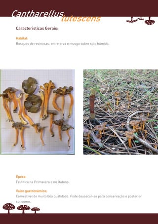 Cantharelluslutescens
 Características Gerais:

 Habitat:
 Bosques de resinosas, entre erva e musgo sobre solo húmido.




 Época:
 Frutifica na Primavera e no Outono.

 Valor gastronómico:
 Comestível de muito boa qualidade. Pode dessecar-se para conservação e posterior
 consumo.
 