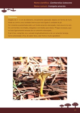Nome científico: Cantharellus lutescens
                                 Nome comum: trompete amarela




Fisionomia:
Chapéu de 2 - 6 cm de diâmetro, inicialmente aplanado, depois em forma de funil,
tendo ao centro uma cavidade interna que está ligada à cavidade do pé.
Cor cinzenta-acastanhada sobre um fundo amarelo-alaranjado, mais escuro no cen-
tro com bordos recortados, delgados e enrolados para baixo. Pregas escassas, qua-
se lisas ligeiramente venosas de cor amarelo-alaranjado.
O pé é liso, comprido, oco, sulcado longitudinalmente e de cor amarelo-laranja.
Carne amarelada e fina, de sabor doce, odor forte e muito agradável.




                                                                                    21
 