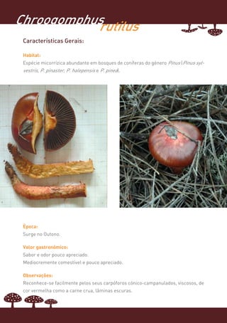 Chroogomphus
           rutilus
 Características Gerais:

 Habitat:
 Espécie micorrízica abundante em bosques de coníferas do género Pinus (Pinus syl-
 vestris, P. pinaster, P. halepensis e P. pinea).




 Época:
 Surge no Outono.

 Valor gastronómico:
 Sabor e odor pouco apreciado.
 Mediocremente comestível e pouco apreciado.

 Observações:
 Reconhece-se facilmente pelos seus carpóforos cónico-campanulados, viscosos, de
 cor vermelha como a carne crua, lâminas escuras.
 
