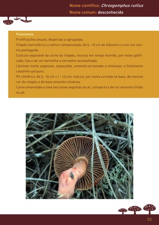 Nome científico: Chroogomphus rutilus
                                   Nome comum: desconhecido




Fisionomia:
Frutificações anuais, dispersas a agrupadas.
Chapéu hemisférico a cónico-campanulado, de 5 - 10 cm de diâmetro e com um cen-
tro pontiagudo.
Cutícula separável da carne do chapéu, viscosa em tempo húmido, por vezes gelifi-
cada, lisa e de cor vermelha a vermelho-acastanhado.
Lâminas muito espessas, espaçadas, amarelo-arroxeado a oliváceas, e finalmente
castanho-púrpura.
Pé cilíndrico, de 5 - 15 cm × 1 - 1,5 cm, maciço, por vezes curvado na base, da mesma
cor do chapéu e de base amarelo-olivácea.
Carne amarelada a roxa nas zonas expostas ao ar, compacta e de cor amarelo-limão
no pé.




                                                                                        23
 