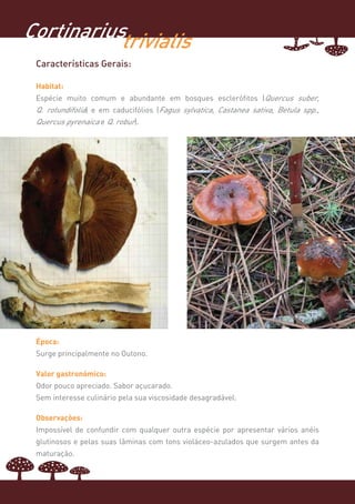 Cortinariustrivialis
 Características Gerais:

 Habitat:
 Espécie muito comum e abundante em bosques esclerófitos (Quercus suber,
 Q. rotundifolia) e em caducifólios (Fagus sylvatica, Castanea sativa, Betula spp.,
 Quercus pyrenaica e Q. robur).




 Época:
 Surge principalmente no Outono.

 Valor gastronómico:
 Odor pouco apreciado. Sabor açucarado.
 Sem interesse culinário pela sua viscosidade desagradável.

 Observações:
 Impossível de confundir com qualquer outra espécie por apresentar vários anéis
 glutinosos e pelas suas lâminas com tons violáceo-azulados que surgem antes da
 maturação.
 