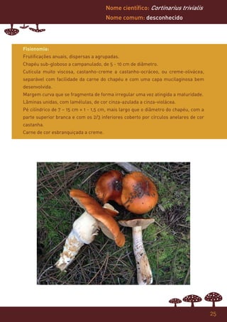 Nome científico: Cortinarius trivialis
                                      Nome comum: desconhecido




Fisionomia:
Frutificações anuais, dispersas a agrupadas.
Chapéu sub-globoso a campanulado, de 5 - 10 cm de diâmetro.
Cutícula muito viscosa, castanho-creme a castanho-ocráceo, ou creme-olivácea,
separável com facilidade da carne do chapéu e com uma capa mucilaginosa bem
desenvolvida.
Margem curva que se fragmenta de forma irregular uma vez atingida a maturidade.
Lâminas unidas, com lamélulas, de cor cinza-azulada a cinza-violácea.
Pé cilíndrico de 7 – 15 cm × 1 - 1,5 cm, mais largo que o diâmetro do chapéu, com a
parte superior branca e com os 2/3 inferiores coberto por círculos anelares de cor
castanha.
Carne de cor esbranquiçada a creme.




                                                                                      25
 