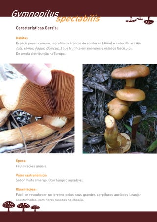 Gymnopilus
         spectabilis
 Características Gerais:

 Habitat:
 Espécie pouco comum, saprófita de troncos de coníferas (Pinus) e caducifólias (Be-
 tula, Ulmus, Fagus, Quercus…) que frutifica em enormes e vistosos fascículos.
 De ampla distribuição na Europa.




 Época:
 Frutificações anuais.

 Valor gastronómico:
 Sabor muito amargo. Odor fúngico agradável.

 Observações:
 Fácil de reconhecer no terreno pelos seus grandes carpóforos anelados laranja-
 acastanhados, com fibras rosadas no chapéu.
 