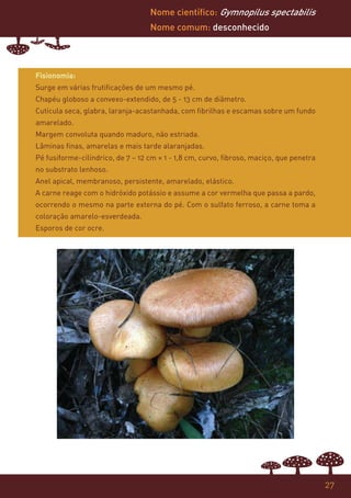 Nome científico: Gymnopilus spectabilis
                                   Nome comum: desconhecido




Fisionomia:
Surge em várias frutificações de um mesmo pé.
Chapéu globoso a convexo-extendido, de 5 - 13 cm de diâmetro.
Cutícula seca, glabra, laranja-acastanhada, com fibrilhas e escamas sobre um fundo
amarelado.
Margem convoluta quando maduro, não estriada.
Lâminas finas, amarelas e mais tarde alaranjadas.
Pé fusiforme-cilíndrico, de 7 – 12 cm × 1 - 1,8 cm, curvo, fibroso, maciço, que penetra
no substrato lenhoso.
Anel apical, membranoso, persistente, amarelado, elástico.
A carne reage com o hidróxido potássio e assume a cor vermelha que passa a pardo,
ocorrendo o mesmo na parte externa do pé. Com o sulfato ferroso, a carne toma a
coloração amarelo-esverdeada.
Esporos de cor ocre.




                                                                                          27
 