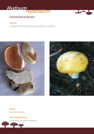 Hydnumrepandum
 Características Gerais:

 Habitat:
 Frequente em florestas de caducifólias e coníferas.




 Época:
 Outono e Inverno.

 Valor gastronómico:
 Comestível de valor comercial.
 