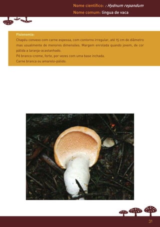 Nome científico: : Hydnum repandum
                                   Nome comum: língua de vaca




Fisionomia:
Chapéu convexo com carne espessa, com contorno irregular, até 15 cm de diâmetro
mas usualmente de menores dimensões. Margem enrolada quando jovem, de cor
pálida a laranja-acastanhado.
Pé branco-creme, forte, por vezes com uma base inchada.
Carne branca ou amarelo-pálido.




                                                                                  31
 