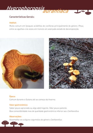 Hygrophoropsis
             aurantiaca
 Características Gerais:

 Habitat:
 Muito comum em bosques acidófilos de coníferas principalmente do género Pinus,
 entre as agulhas e às vezes em troncos em avançado estado de decomposição.




 Época:
 Comum durante o Outono até ao começo do Inverno.

 Valor gastronómico:
 Sabor pouco apreciado ou algo adstringente. Odor pouco patente.
 Boa comestibilidade mas de qualidade gastronómica inferior aos Cantharellus.

 Observações:
 Assemelha-se a alguns cogumelos do género Cantharellus.
 