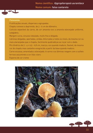Nome científico: Hygrophoropsis aurantiaca
                             Nome comum: falso cantarelo




Fisionomia:
Frutificações anuais, dispersas a agrupadas.
Chapéu convexo a deprimido, de 3 - 6 cm de diâmetro.
Cutícula separável da carne, de cor amarelo-ovo a amarelo-alaranjado uniforme,
subglabra.
Margem curva, sinuoso-lobulada, muito fina e delgada.
Lâminas delgadas, apertadas, unidas, bifurcadas a todos os níveis, da mesma cor ou
mais alaranjadas que o chapéu, facilmente quebradiças ao roçar com o dedo.
Pé cilíndrico de 2 - 4 × 0,5 - 0,8 cm, maciço, oco quando maduro, flexível, da mesma
cor do chapéu mas castanho-enegrecido a partir da base quando maduro.
Carne escassa, amarelada a alaranjada. A carne e as lâminas reagem com o sulfato
ferroso assumindo a cor lilás-claro.
Esporos de cor creme




                                                                                       33
 