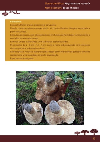 Nome científico: Hygrophorus russula
                                    Nome comum: desconhecido




Fisionomia:
Corpos frutíferos anuais, dispersos a agrupados.
Chapéu convexo a plano-convexo, de 8 - 14 cm de diâmetro. Margem encurvada a
plano-encurvada.
Cutícula não viscosa, com alteração da cor em função da humidade, variando entre o
vermelho e o vermelho-vinho.
Lâminas unidas e apertadas. Com lamélulas esbranquiçadas.
Pé cilíndrico de 4 - 8 cm × 1,5 - 3 cm, curvo a recto, esbranquiçado com coloração
vinhoso-púrpura, sobretudo na base.
Carne espessa, maciça e esbranquiçada. Reage com o hidróxido de potássio tomando
rapidamente uma tonalidade amarelo-esverdeada.
Esporos esbranquiçados.




                                                                                     35
 