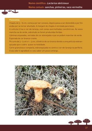 Nome científico: Lactarius deliciosus
                      Nome comum: sanchas, pinheiras, vaca vermelha




Fisionomia:
Chapéu de 5 – 15 cm, começa por ser convexo, depois passa a ser distendido e por fim
acaba por se tornar afunilado. A margem do chapéu é enrolada para baixo.
A cutícula é lisa e cor-de-laranja, com zonas avermelhadas concêntricas. Ás vezes
mancha-se de verde, sobretudo se forem produzidas feridas.
Lâminas arqueadas, serradas de cor alaranjada e que se podem manchar de verde.
Esporada de cor branca-creme.
Pé curto de 3 – 5 cm x 1 – 3 cm, cilíndrico de cor branca devido a uma película esbran-
quiçada que o cobre quase na totalidade.
Carne granulosa e compacta, esbranquiçada no centro e cor-de-laranja na periferia.
O seu odor é agradável e o seu sabor um pouco amargo.




                                                                                          37
 