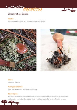 Lactariushepaticus
 Características Gerais:

 Habitat:
 Frutifica em bosques de coníferas do género Pinus.




 Época:
 Outono e Inverno.

 Valor gastronómico:
 Odor não apreciado. Má comestibilidade.

 Observações:
 As frutificações em humus de coníferas identificam-se pelos chapéus castanho-aver-
 melhados e com abundantes cordões miceliais castanho-avermelhados na base
 