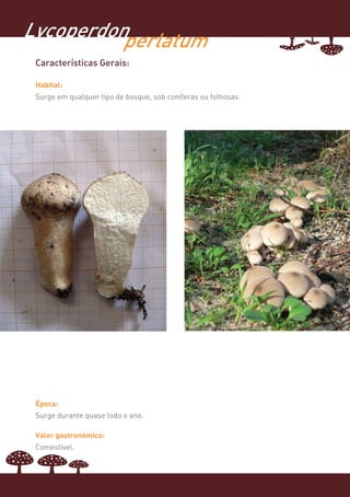 Lycoperdonperlatum
 Características Gerais:

 Habitat:
 Surge em qualquer tipo de bosque, sob coníferas ou folhosas.




 Época:
 Surge durante quase todo o ano.

 Valor gastronómico:
 Comestível.
 