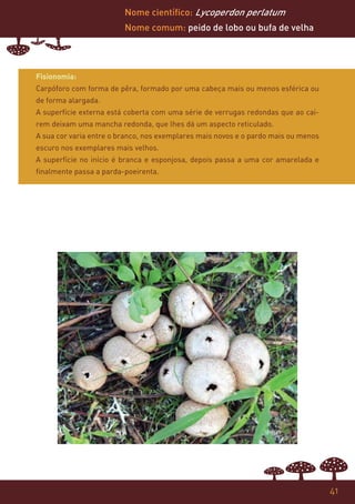 Nome científico: Lycoperdon perlatum
                         Nome comum: peido de lobo ou bufa de velha




Fisionomia:
Carpóforo com forma de pêra, formado por uma cabeça mais ou menos esférica ou
de forma alargada.
A superfície externa está coberta com uma série de verrugas redondas que ao caí-
rem deixam uma mancha redonda, que lhes dá um aspecto reticulado.
A sua cor varia entre o branco, nos exemplares mais novos e o pardo mais ou menos
escuro nos exemplares mais velhos.
A superfície no início é branca e esponjosa, depois passa a uma cor amarelada e
finalmente passa a parda-poeirenta.




                                                                                    41
 