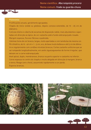 Nome científico: Macrolepiota procera
                                     Nome comum: frade ou guarda-chuva




Fisionomia:
Frutificações anuais, geralmente agrupadas.
Chapéu de início ovóide ou globoso, depois convexo-extendido, de 10 - 25 cm de
diâmetro.
Cutícula inteira e coberta de escamas de disposição radial, mais abundantes e aper-
tadas em direcção ao ápice, de cor castanha sobre fundo esbranquiçado-rosado.
Margem espessa, flocoso-fibrosa e quebrada.
Lâminas livres de cor branca, largas, muito apertadas e com lamélulas da mesma cor.
Pé cilíndrico, de 10 - 40 cm × 1 - 3 cm, oco, de base muito bolbosa e até 5 cm de diâme-
tro e regularmente com cordões miceliais brancos. Cortex castanho uniforme que se
vai rompendo longitudinalmente, em anéis ziguezagueantes de forma irregular, que
deixam ver a carne esbranquiçada.
Anel apical, duplo, membranoso, branco na parte superior e castanho na inferior.
Carne espessa no centro do chapéu e muito delgada em direcção à margem, branca
e tenra. Reage com o fenol, assumindo rapidamente a cor parda.
Esporos brancos.




                                                                                           43
 
