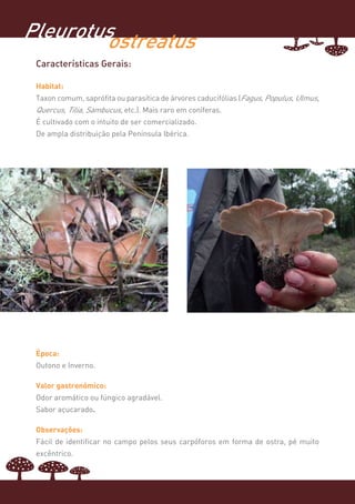 Pleurotus
        ostreatus
 Características Gerais:

 Habitat:
 Taxon comum, saprófita ou parasítica de árvores caducifólias (Fagus, Populus, Ulmus,
 Quercus, Tilia, Sambucus, etc.). Mais raro em coníferas.
 É cultivado com o intuito de ser comercializado.
 De ampla distribuição pela Península Ibérica.




 Época:
 Outono e Inverno.

 Valor gastronómico:
 Odor aromático ou fúngico agradável.
 Sabor açucarado.

 Observações:
 Fácil de identificar no campo pelos seus carpóforos em forma de ostra, pé muito
 excêntrico.
 