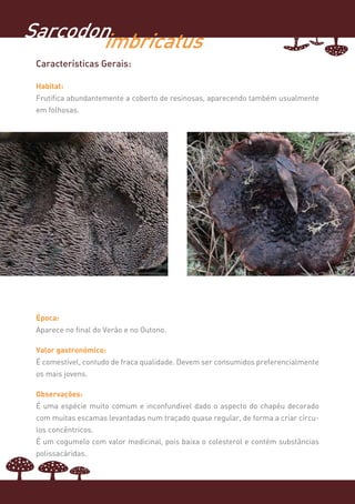 Sarcodonimbricatus
 Características Gerais:

 Habitat:
 Frutifica abundantemente a coberto de resinosas, aparecendo também usualmente
 em folhosas.




 Época:
 Aparece no final do Verão e no Outono.

 Valor gastronómico:
 É comestível, contudo de fraca qualidade. Devem ser consumidos preferencialmente
 os mais jovens.

 Observações:
 É uma espécie muito comum e inconfundível dado o aspecto do chapéu decorado
 com muitas escamas levantadas num traçado quase regular, de forma a criar círcu-
 los concêntricos.
 É um cogumelo com valor medicinal, pois baixa o colesterol e contém substâncias
 polissacáridas.
 