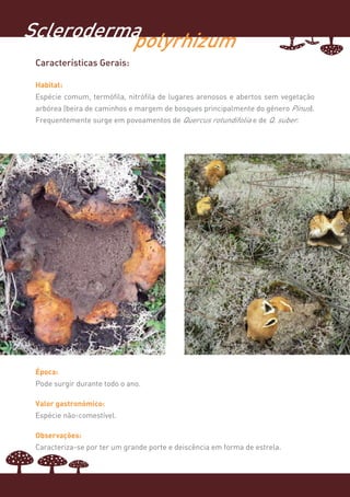 Scleroderma
          polyrhizum
 Características Gerais:

 Habitat:
 Espécie comum, termófila, nitrófila de lugares arenosos e abertos sem vegetação
 arbórea (beira de caminhos e margem de bosques principalmente do género Pinus).
 Frequentemente surge em povoamentos de Quercus rotundifolia e de Q. suber.




 Época:
 Pode surgir durante todo o ano.

 Valor gastronómico:
 Espécie não-comestível.

 Observações:
 Caracteriza-se por ter um grande porte e deiscência em forma de estrela.
 