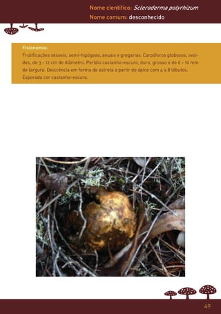 Nome científico: Scleroderma polyrhizum
                                Nome comum: desconhecido




Fisionomia:
Frutificações sésseis, semi-hipógeas, anuais e gregarias. Carpóforos globosos, ovoi-
des, de 3 - 12 cm de diâmetro. Perídio castanho-escuro, duro, grosso e de 6 - 10 mm
de largura. Deiscência em forma de estrela a partir do ápice com 4 a 8 lóbulos.
Esporada cor castanha-escura.




                                                                                       49
 